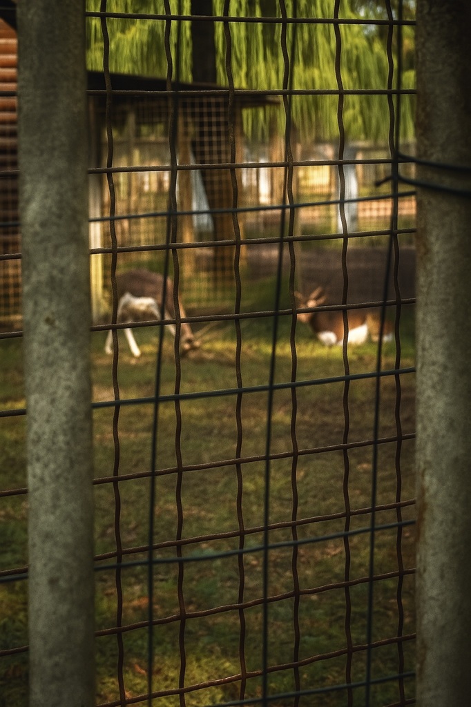 Behind a fence - like crypto projects navigating foundation rules and regulation? )